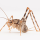 Illustration for article titled "Nightmarish" Cricket That Eats Anything Is Now Invading the US